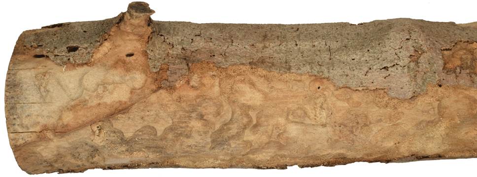 aab Kréta Ficus.JPG